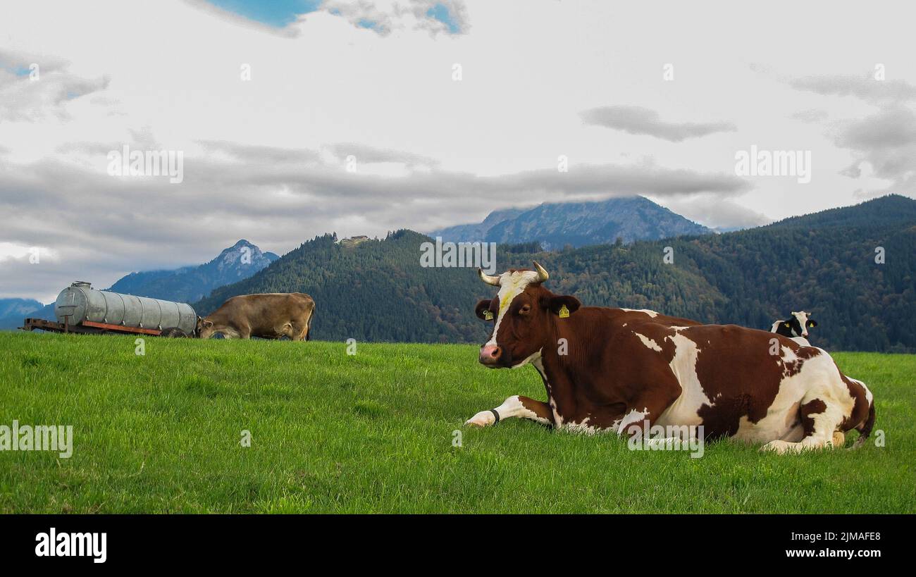Landscape in Bavaria with cows - AllgÃ¤u Stock Photo