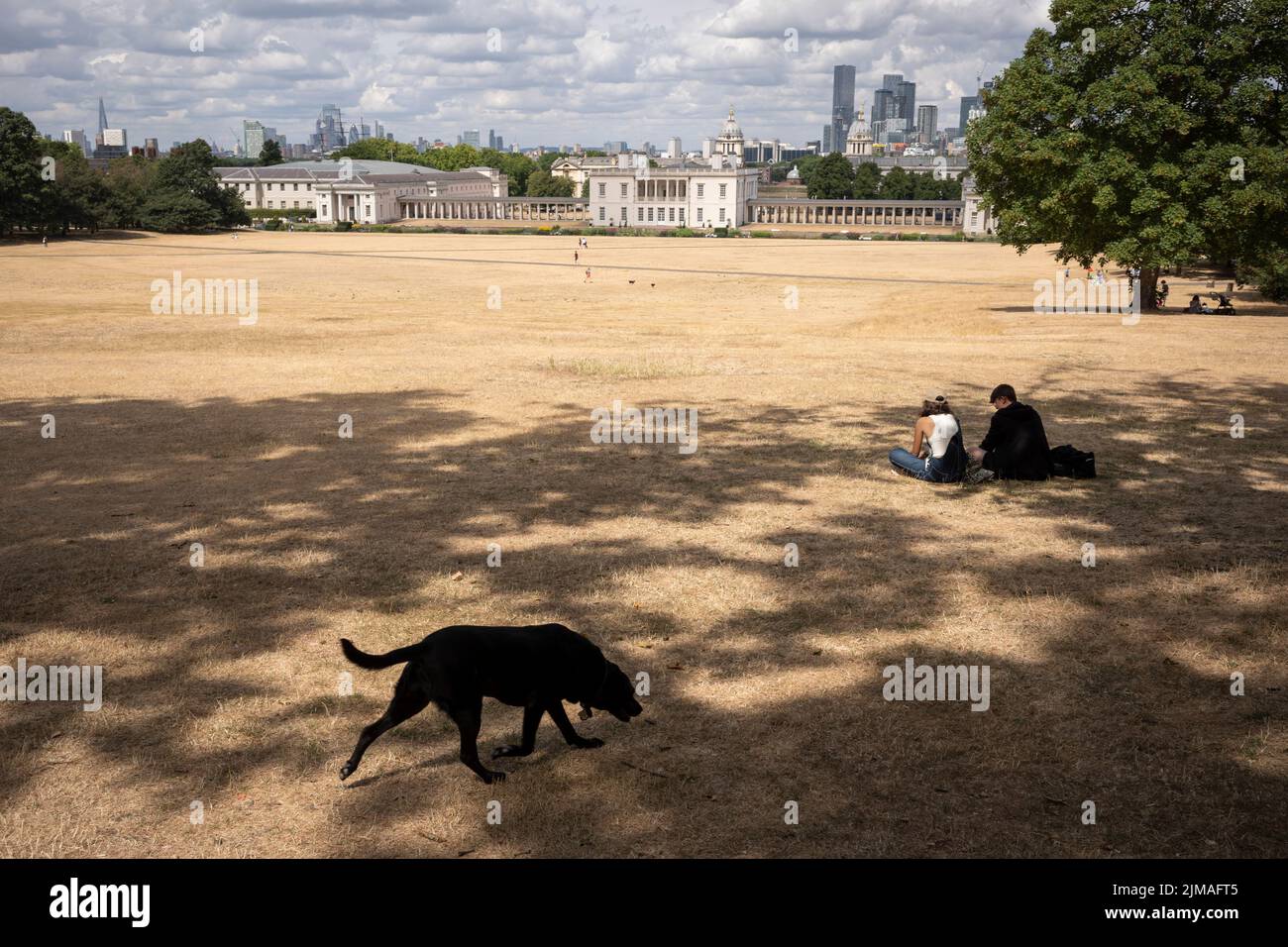 Overlooked by the former royal residence, Queen's House, a pet dog runs over a parched grass landscape in Greenwich Park as the UK's heatwave and drought continues into August with little rain having fallen in London and south-east England, on 4th August 2022, in London, England. Stock Photo