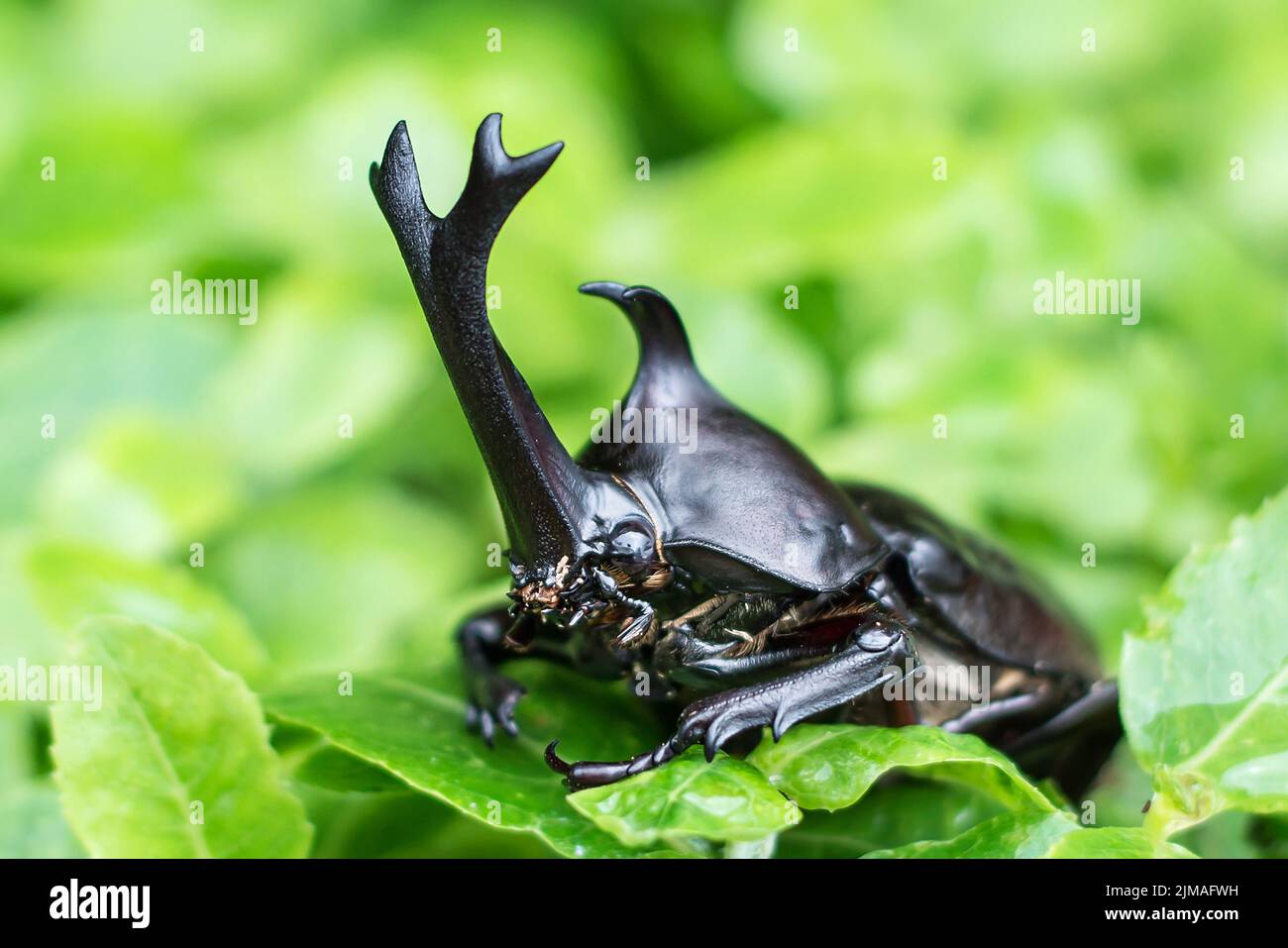 The beautiful dynastic beetle , male , perched on leaf. Selective focus. Leaves background Stock Photo