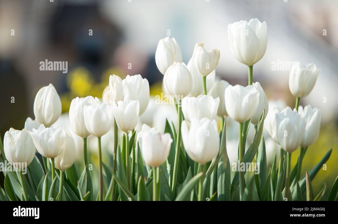 Delicate white tulips bloomed in early spring in a city Park Stock Photo
