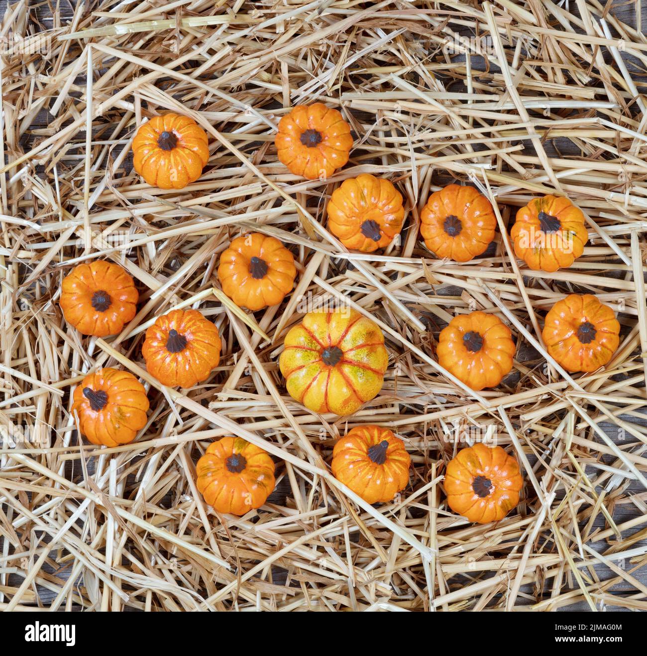 Dried straw and pumpkins on rustic wood for Autumn holiday background Stock Photo