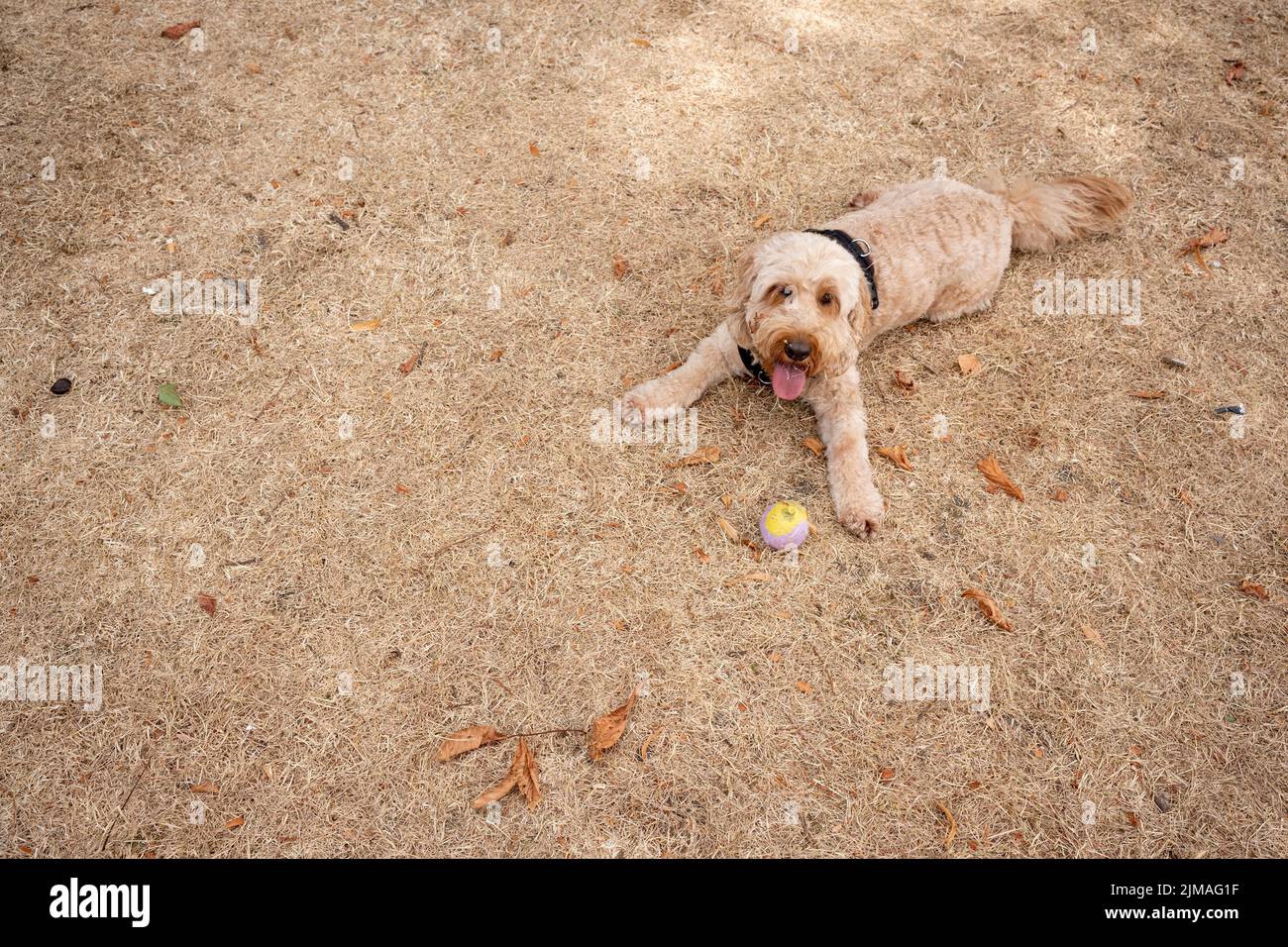 A pet dog plays on parched grass in Greenwich Park as the UK's heatwave and drought continues into August with little rain having fallen in London and south-east England, on 4th August 2022, in London, England. Stock Photo