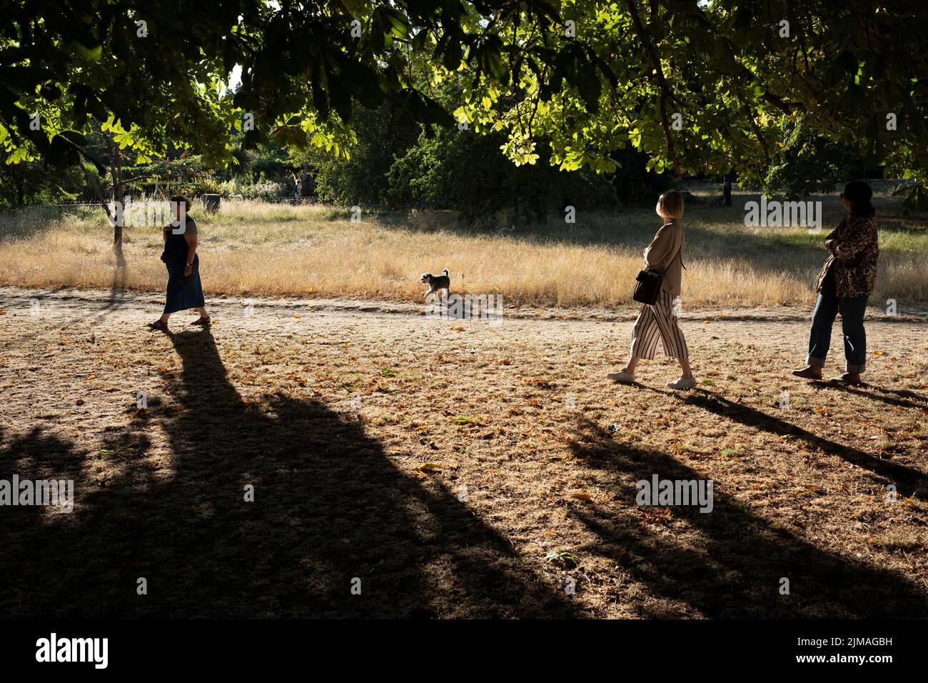 South Londoners walk a dog over a parched park landscape in Ruskin Park, a south London public space as the UK's heatwave and drought continues into August with little rain having fallen in London and south-east England, on 5th August 2022, in London, England. Stock Photo