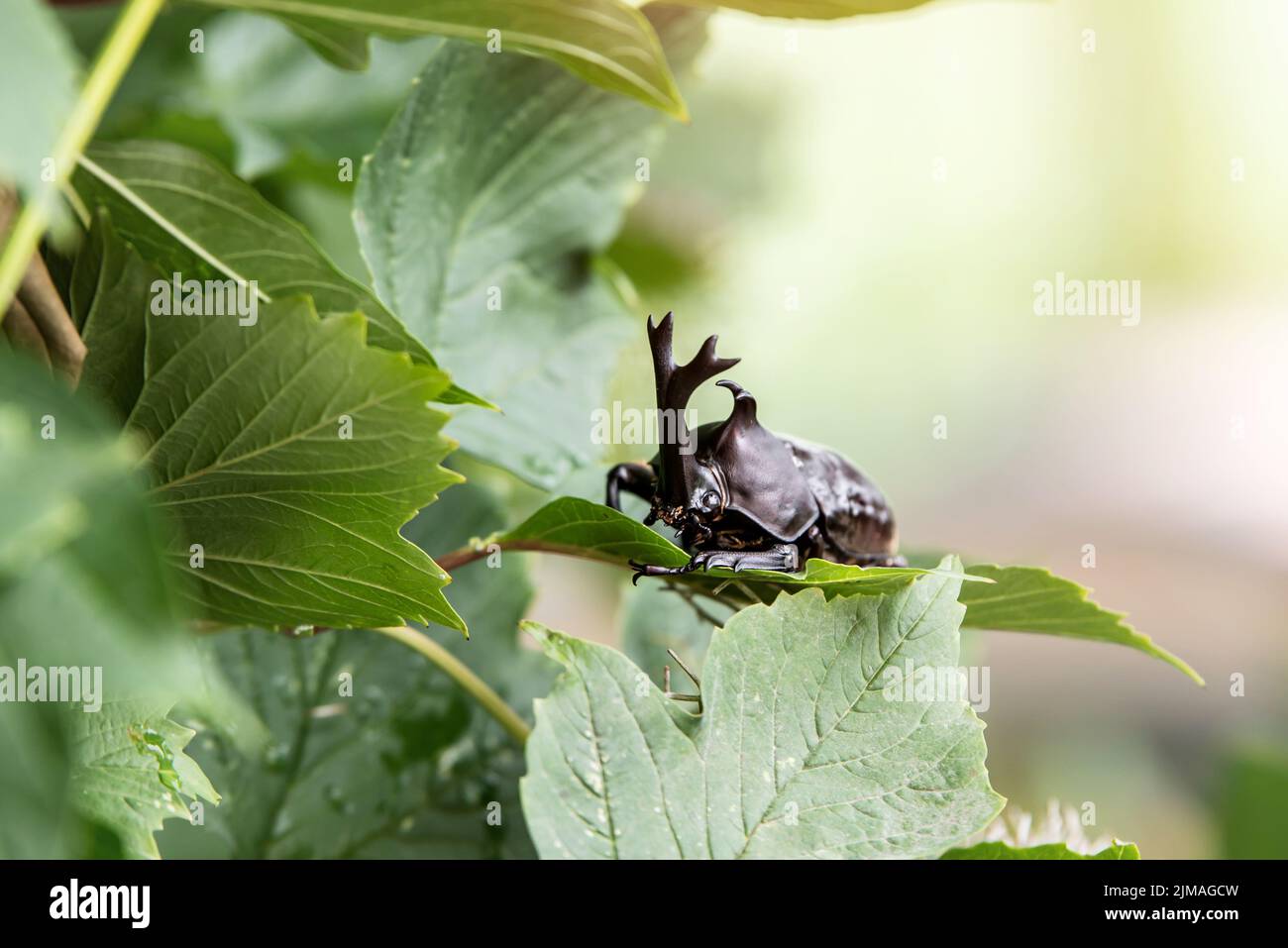The beautiful dynastic beetle , male , perched on leaf. Selective focus. Leaves background Stock Photo
