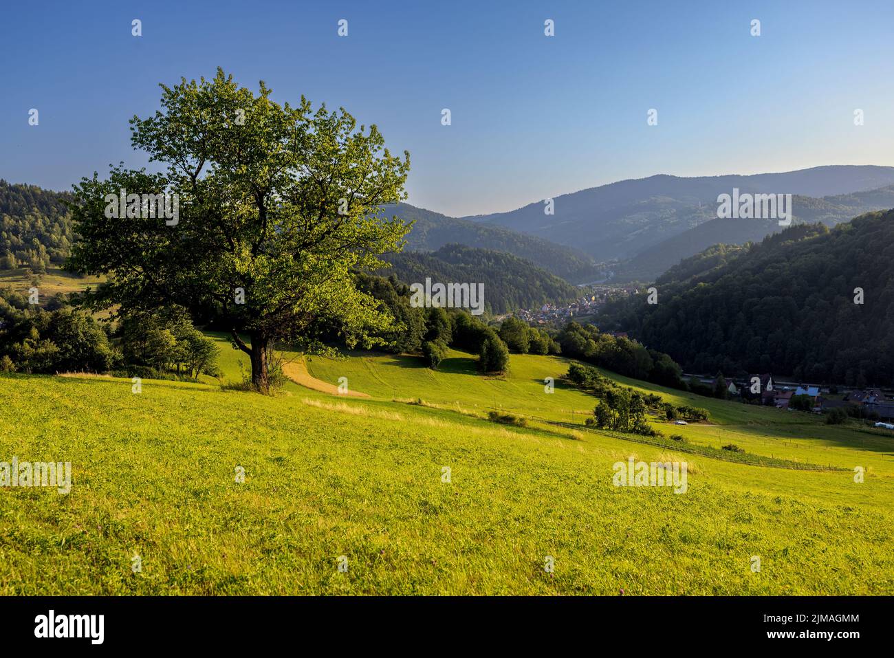 Landscape view, single tree on the hill mountains,small city, daylight, clear sky, summer Stock Photo