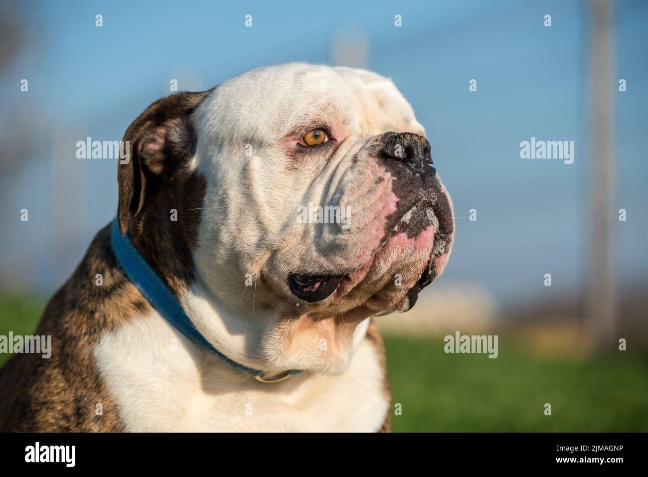 Brindle coat American Bulldog dog portrait outside Stock Photo Alamy