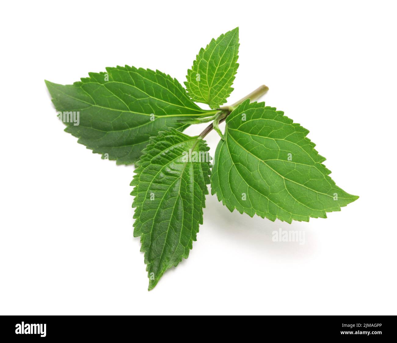 Patchouli (Pogostemon cablin ), perfumery ingredient isolated on white background Stock Photo