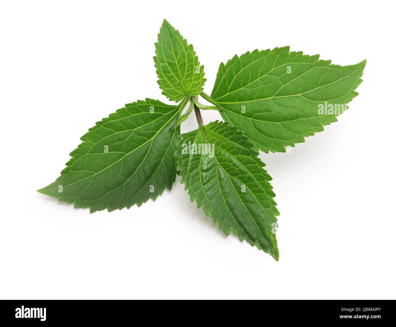 Patchouli (Pogostemon cablin ), perfumery ingredient isolated on white background Stock Photo