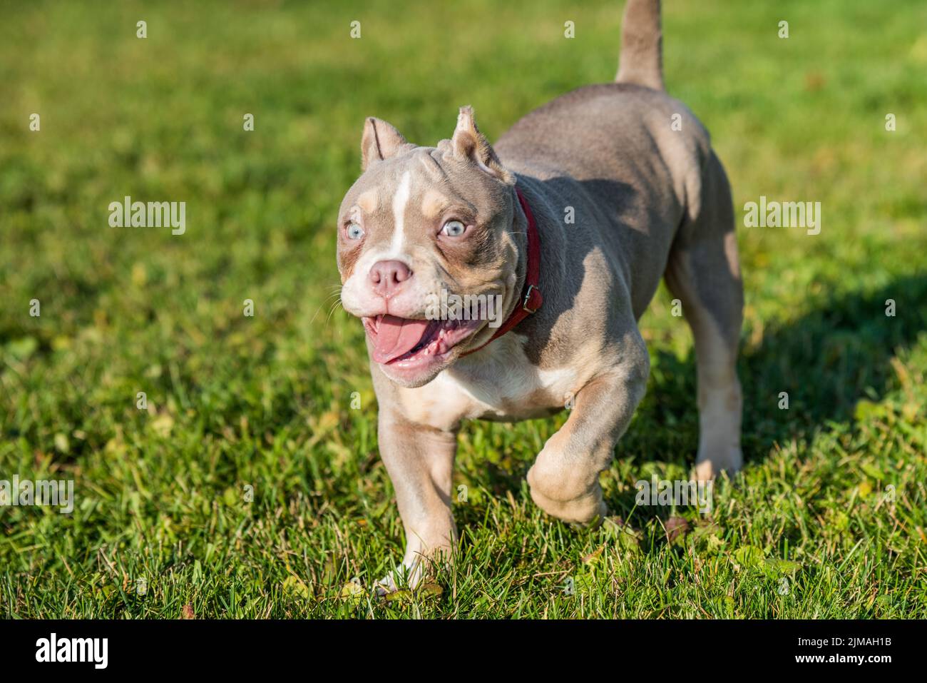Lilac color male American Bully puppy dog is walking. Stock Photo
