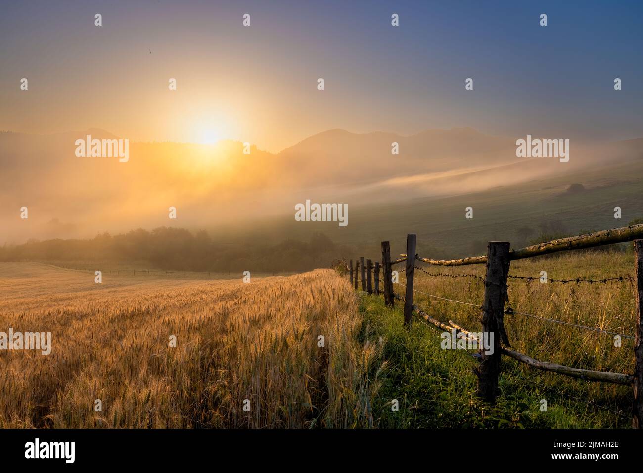 Lanscape view of rye field on the hill with old fence and foggy mountains in the background at sunrise. Stock Photo
