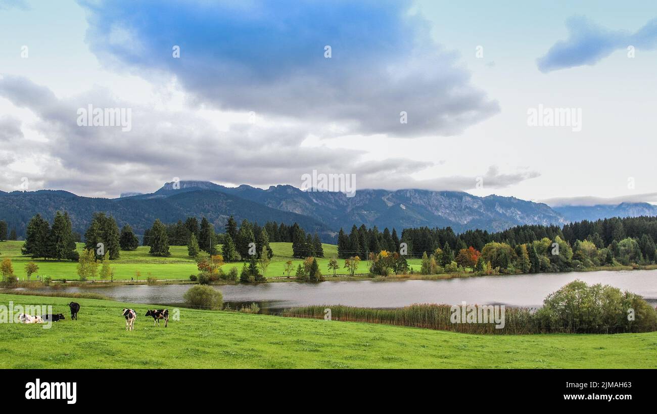 Landscape in Bavaria - Lake Hegratsriedersee with cows - AllgÃ¤u Stock Photo