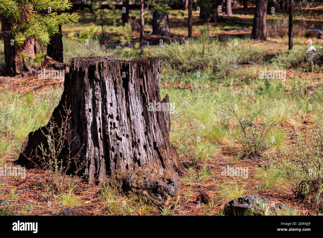 A pine tree stump in a forest in Oregon Stock Photo Alamy