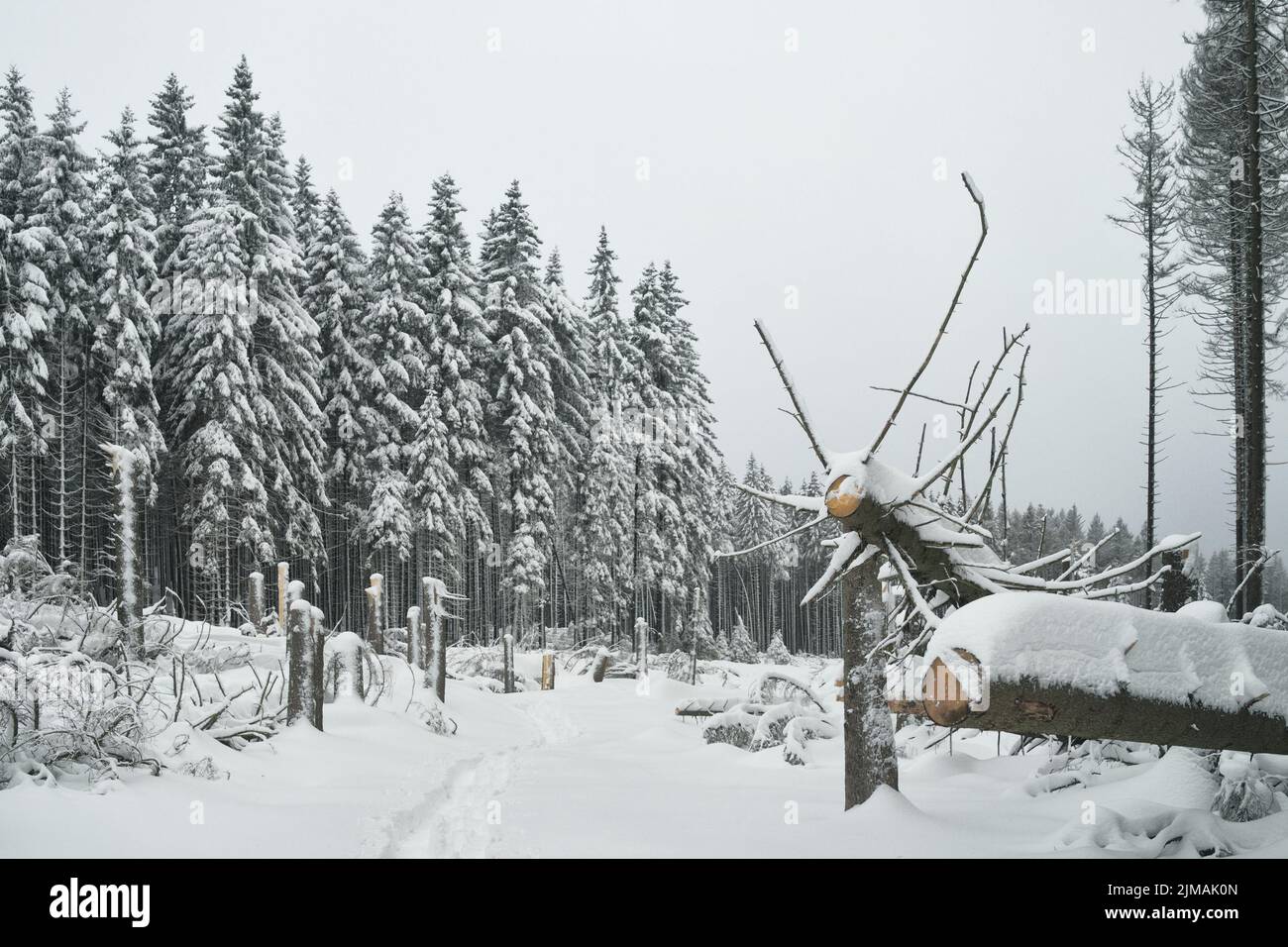Harz Mountains - Wintry forest clearing on the Brocken, Germany Stock Photo