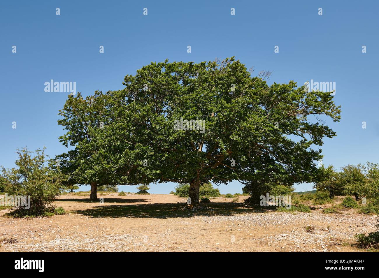 Big tree over blue sky, Natural Park of Sierra de Urbasa, Navarre, Spain Stock Photo