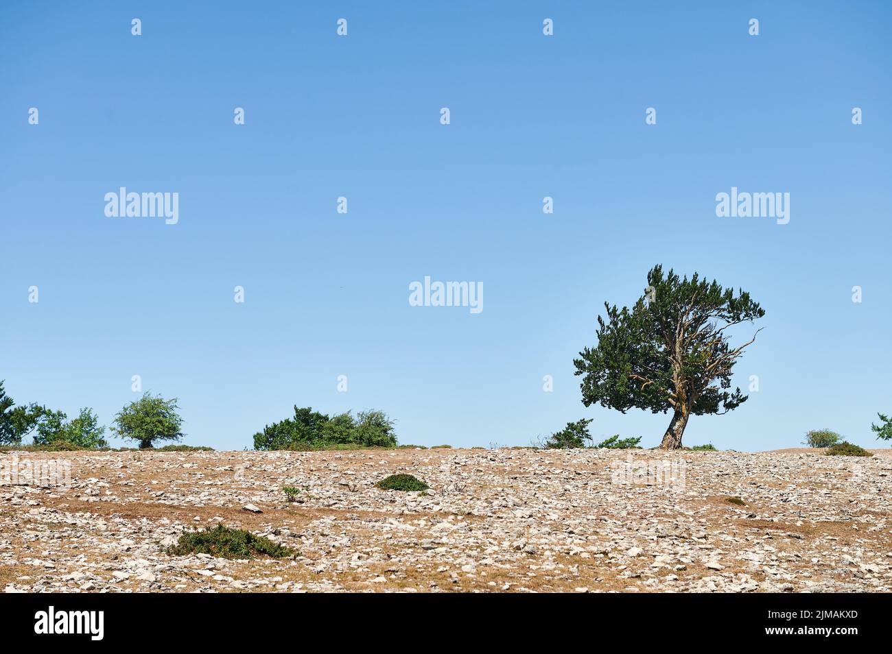Tree over blue sky, Natural Park of Sierra de Urbasa, Navarre, Spain Stock Photo