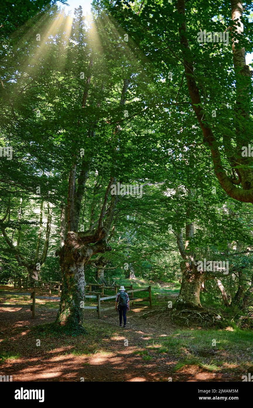 Middle-aged woman with hat and backpack hiking at beech forest under sunny rays, Gorbea, Alava, Basque Country, Europe Stock Photo