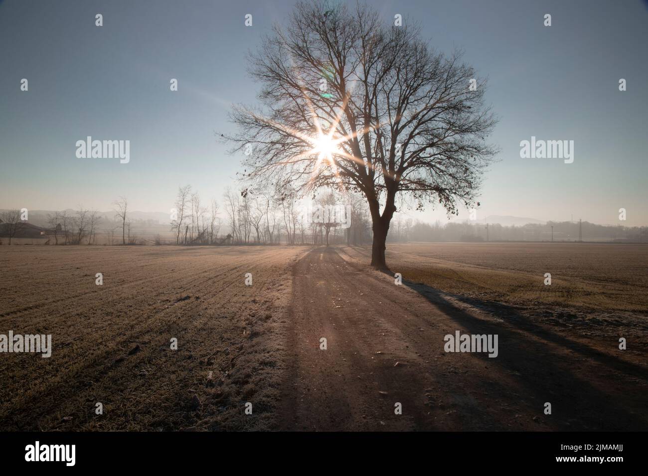 A silhouette of a tree in an agricultural field under the sun rays ...