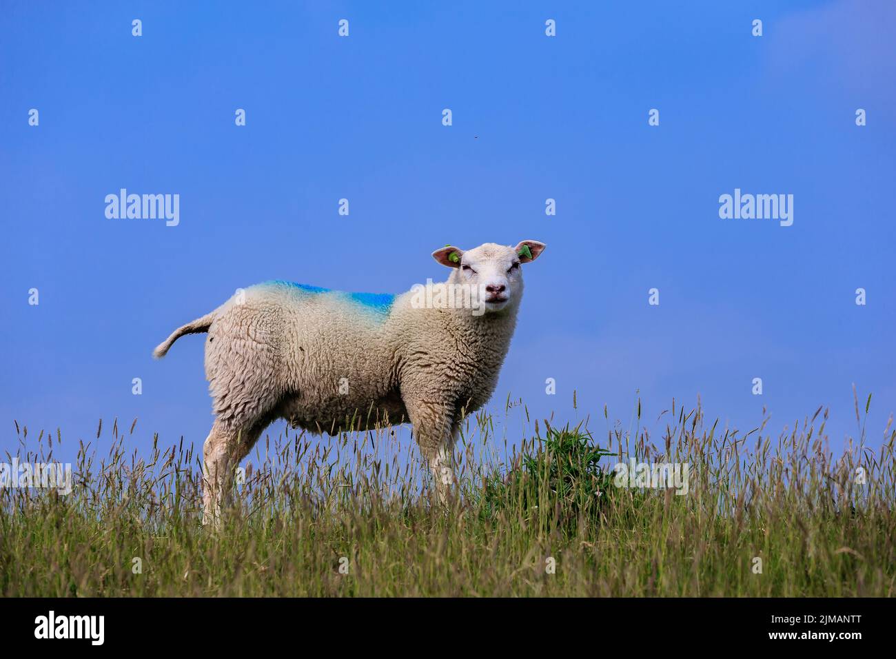 Sheep and lamp hi-res stock photography and images - Alamy