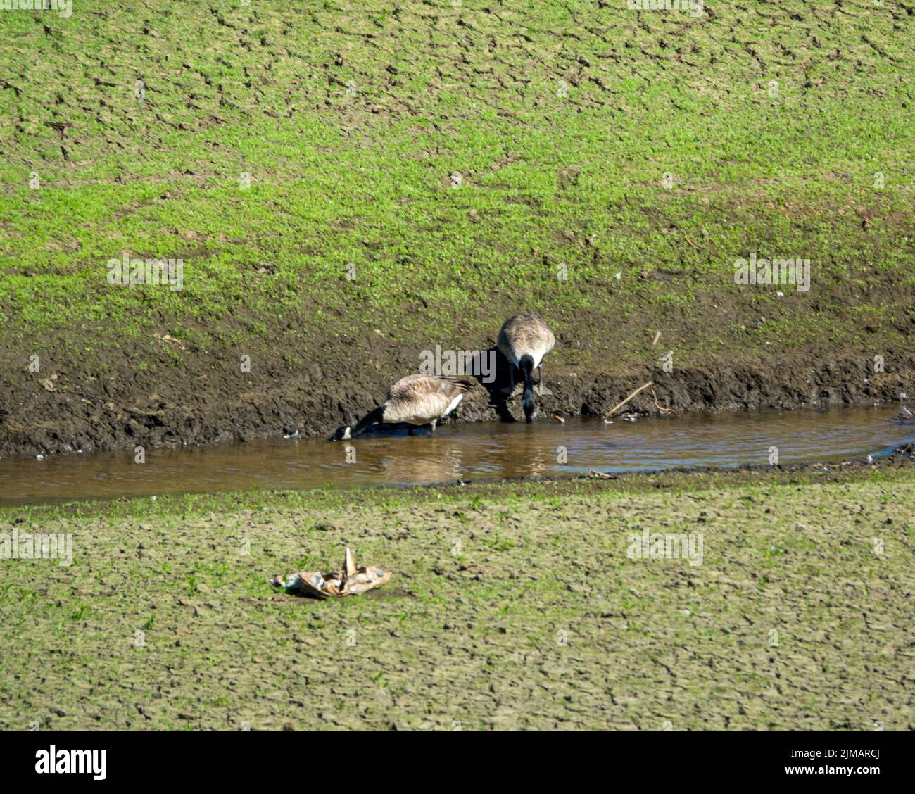 North Yorkshire, UK. 5th August, 2022. Canadian Geese (Branta canadensis) drink from the little remaining water at Lindley Wood Reservoir. Lindley Wood Reservoir, used by Yorkshire Water to supply drinking water to Leeds and surrounding areas, is nearly empty and dry. Credit: Bradley Taylor / Alamy News Stock Photo