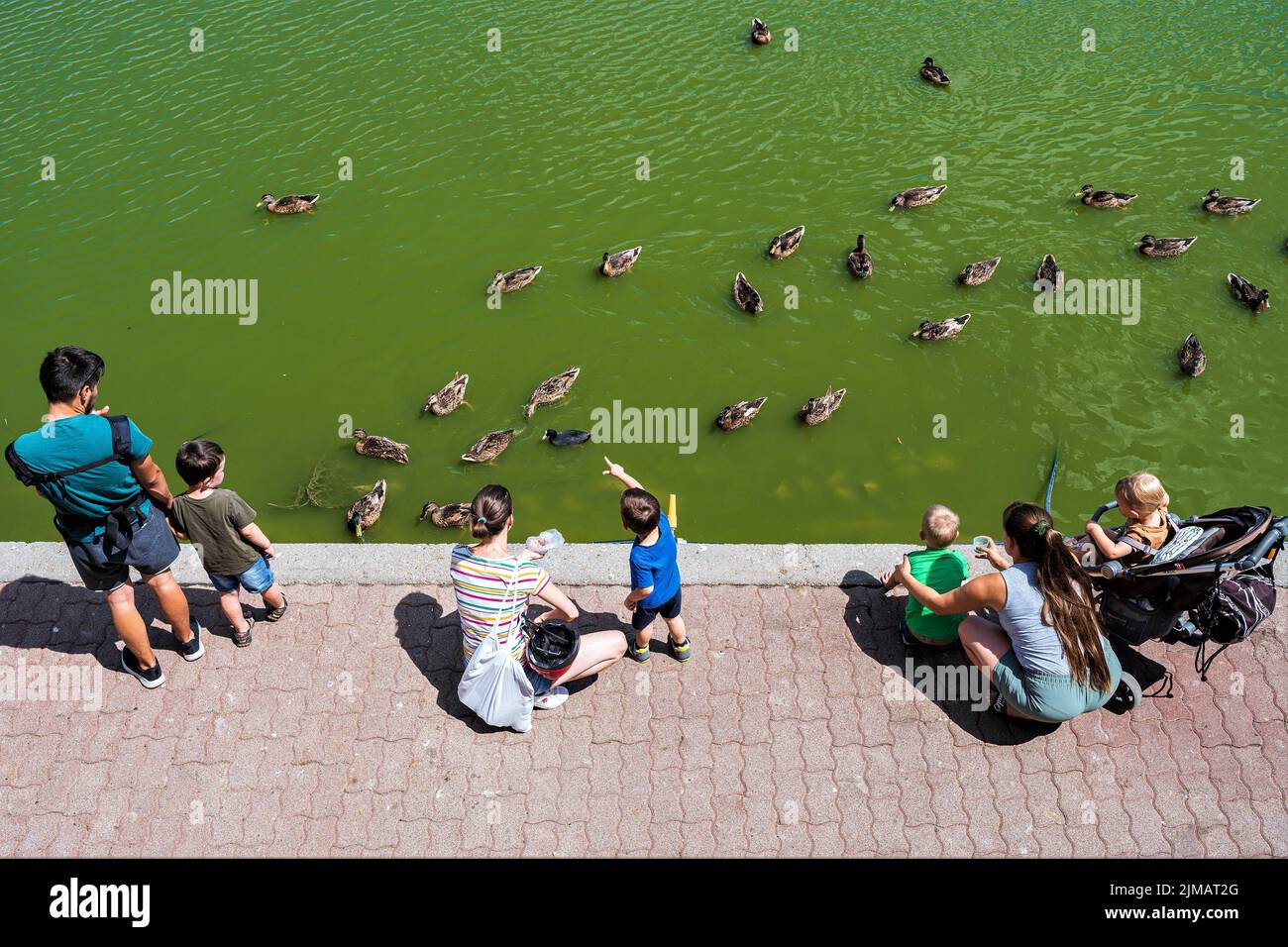 A group of parents and children feed the ducks on a lakeshore Stock