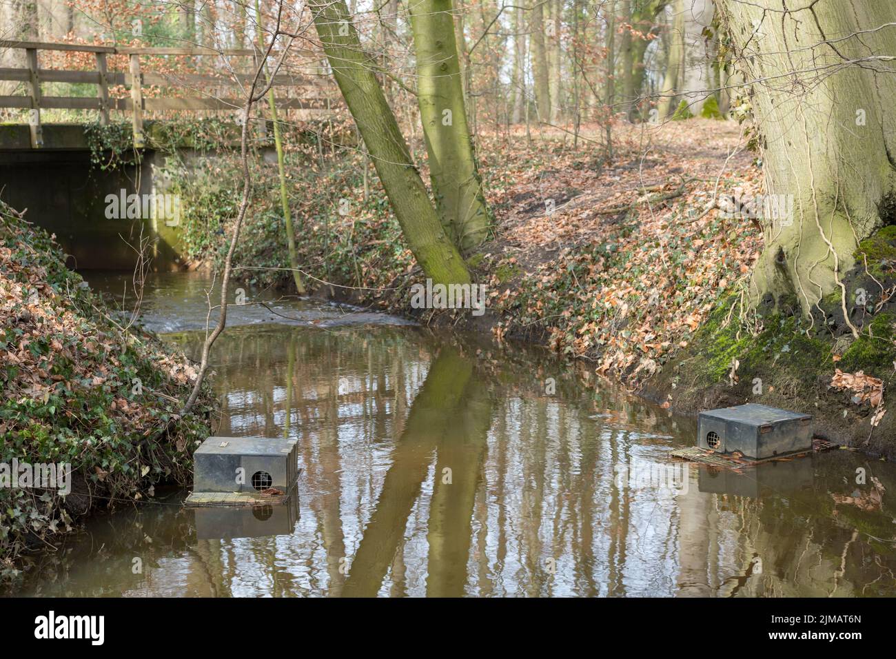 Floating muskrat trap in a stream in the Netherlands Stock Photo - Alamy