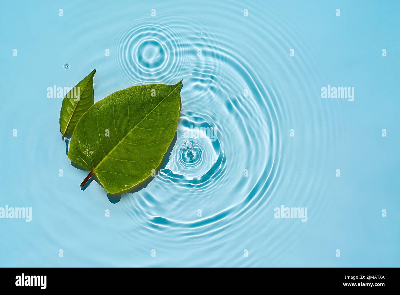 Green leaves on the surface of the water Spa concept background. Stock Photo