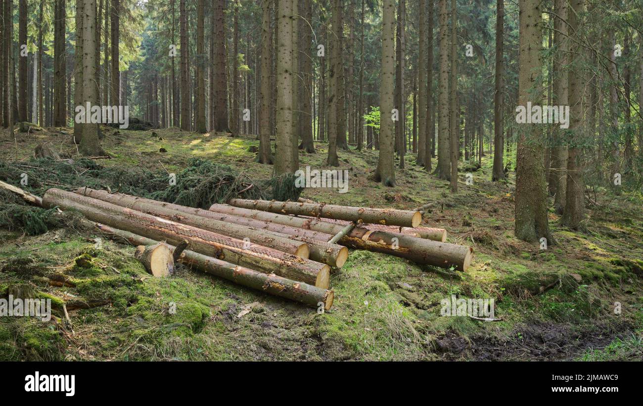 Deister - Range of hills, spruce forest, Germany Stock Photo