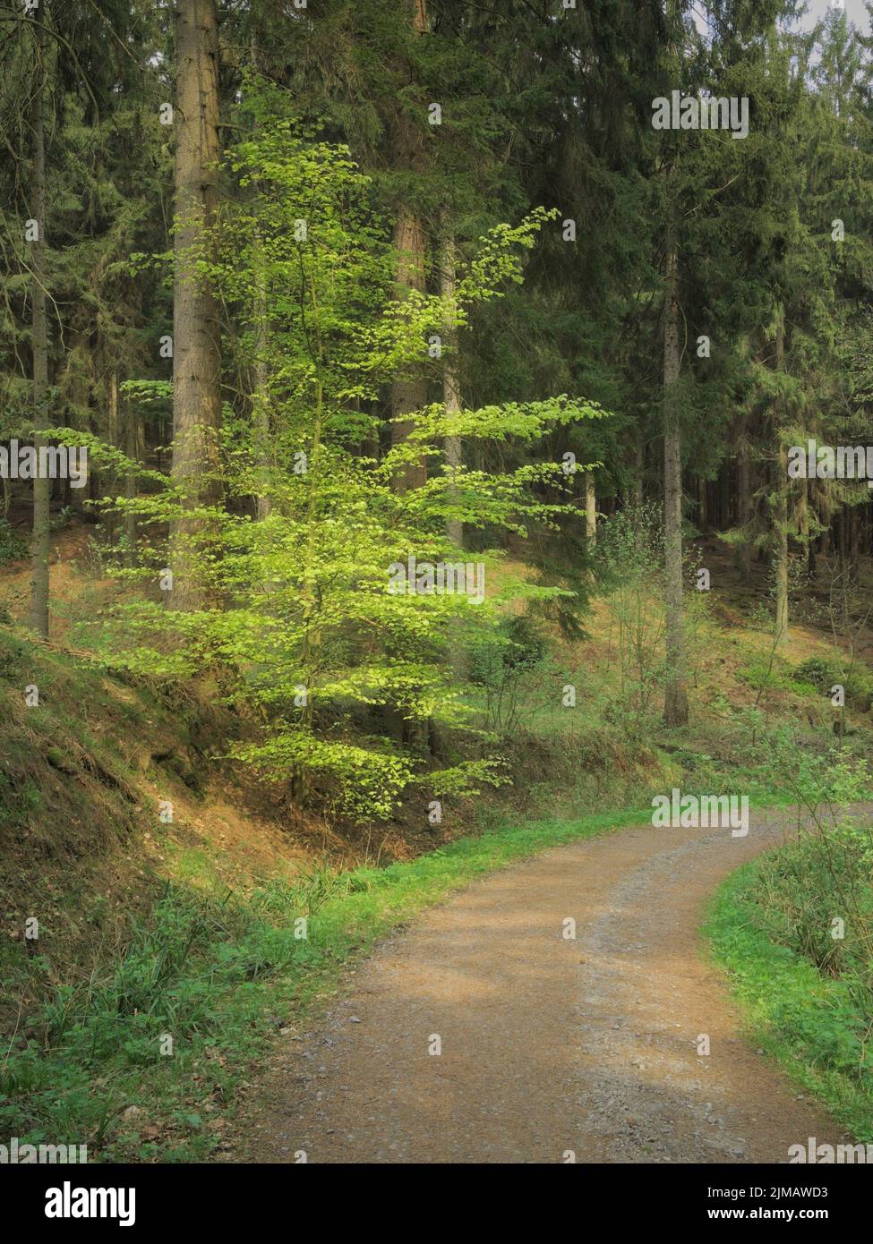 Deister - Range of hills, forest path, Germany Stock Photo