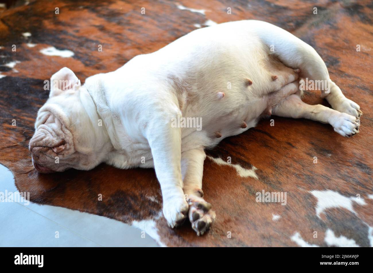 Pretty white english bulldog sleeping  on carpet Stock Photo