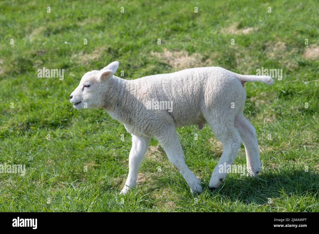 Little lamb on a lawn Stock Photo Alamy