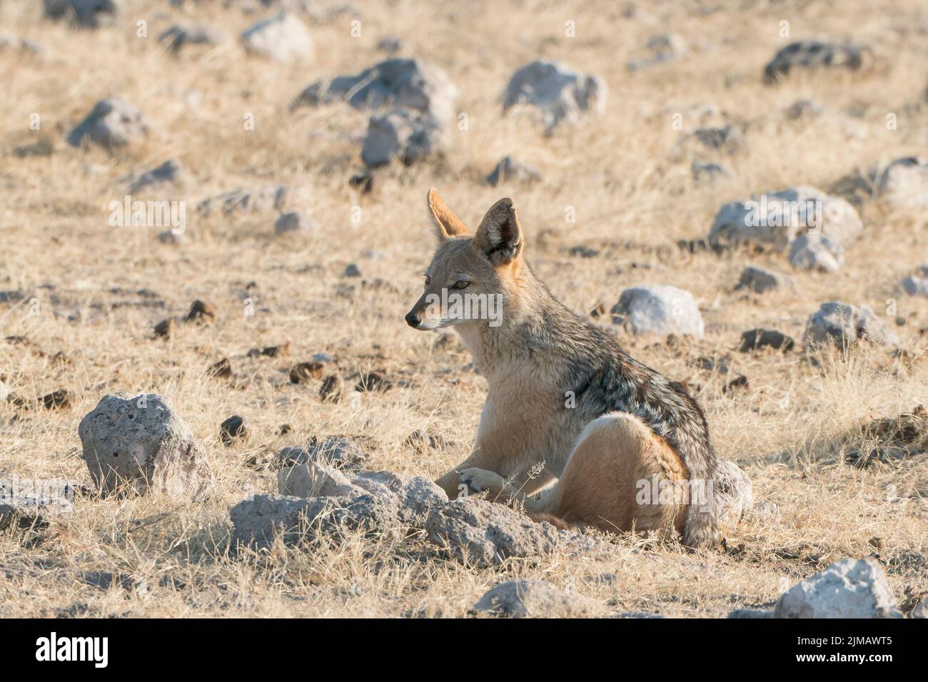 Black backed jackal teeth hi-res stock photography and images - Alamy