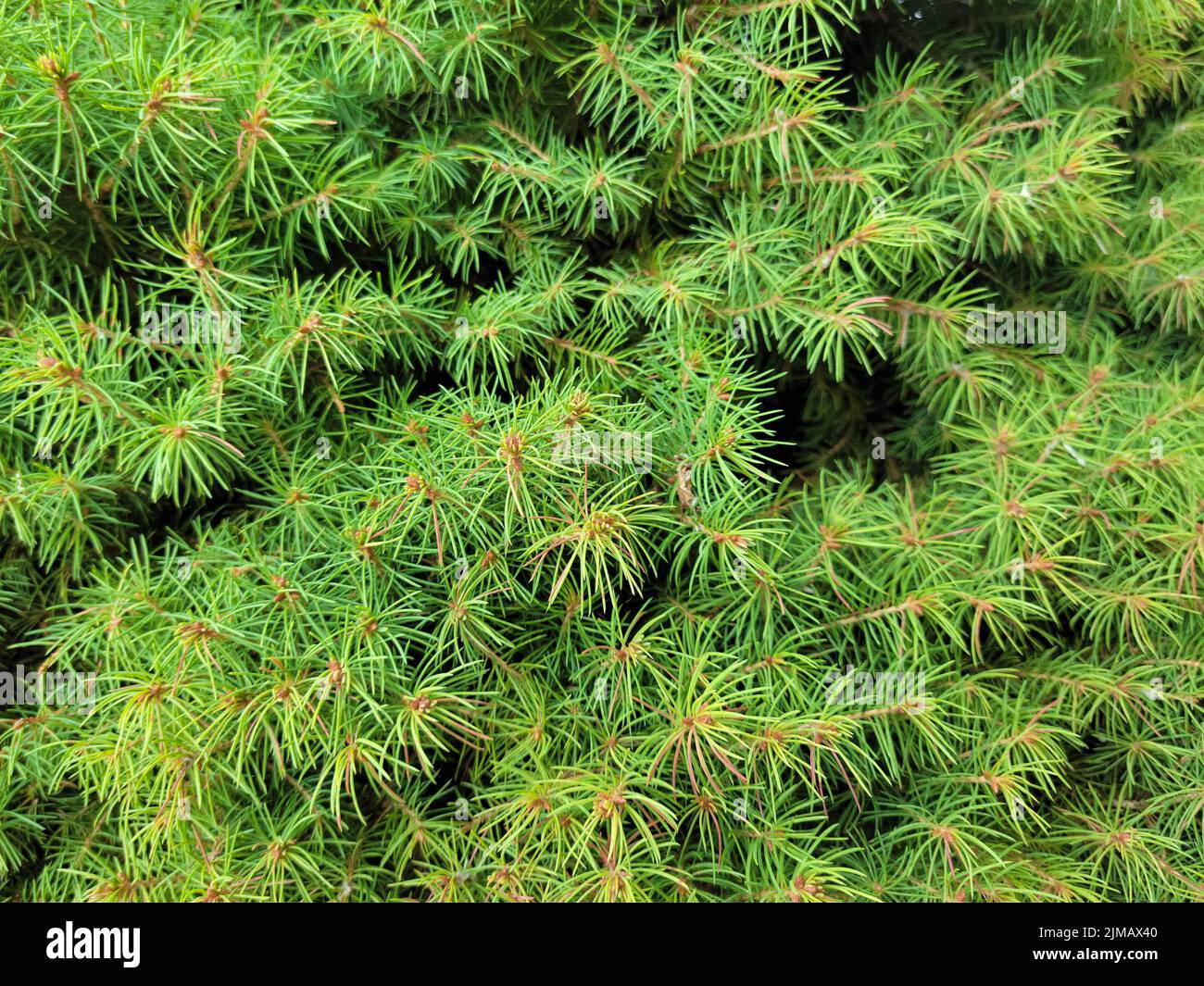 Close up of a green Cathaya pine bush Stock Photo
