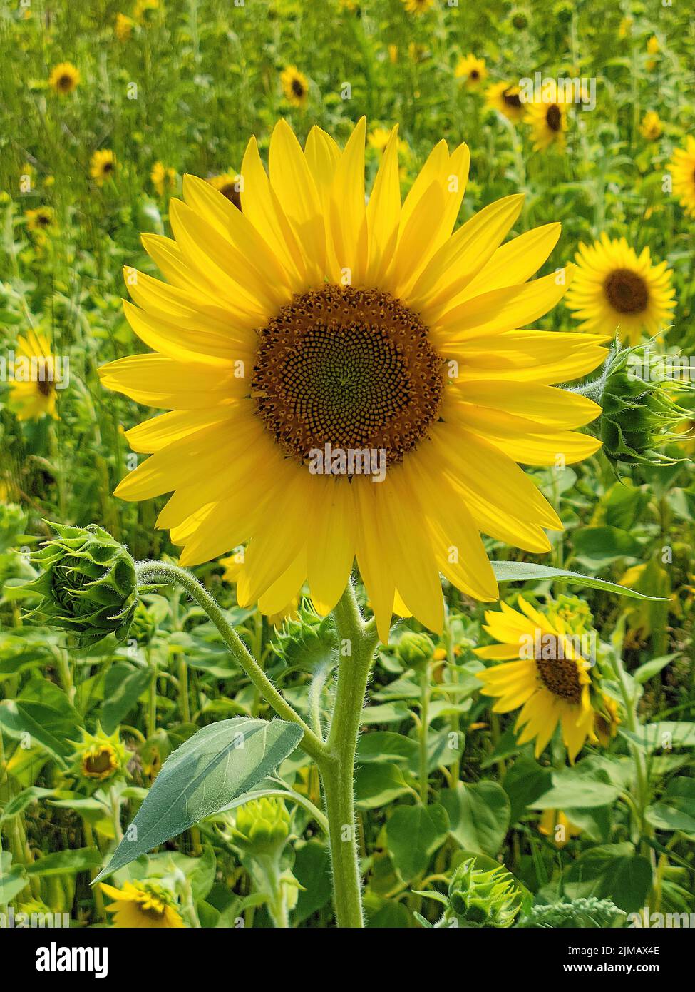 Close up of yellow sunflower in a sunflower field Stock Photo - Alamy
