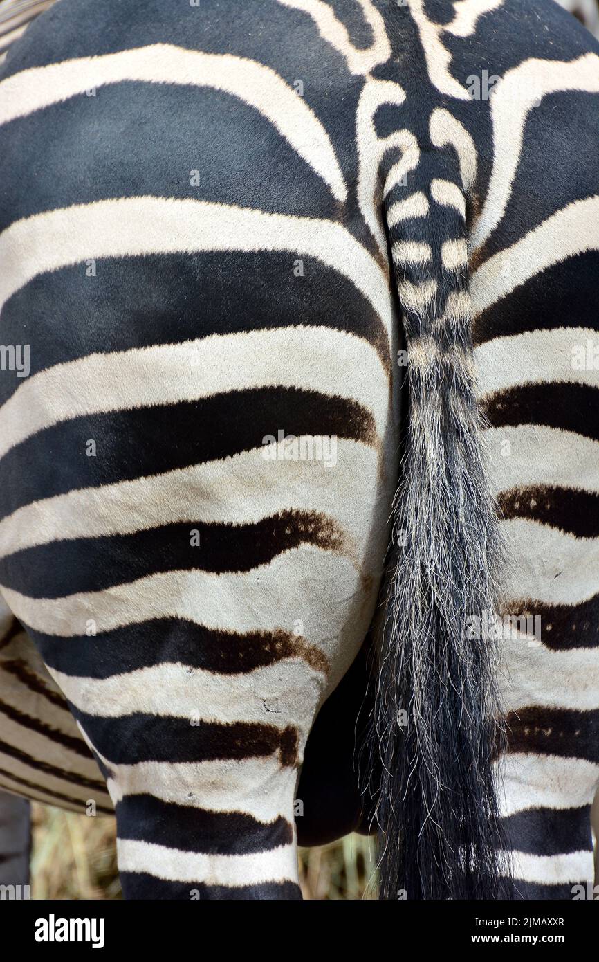 Grant's zebra, Böhm- oder Grant-Zebra, Zèbre de Grant, Böhm-zebra, Equus quagga boehmi Stock Photo