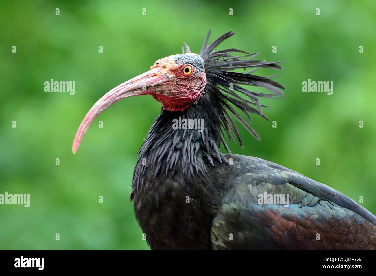 Northern bald ibis, hermit ibis, Waldrapp, Ibis chauve, Ibis érémite, Geronticus eremita, tarvarjú Stock Photo