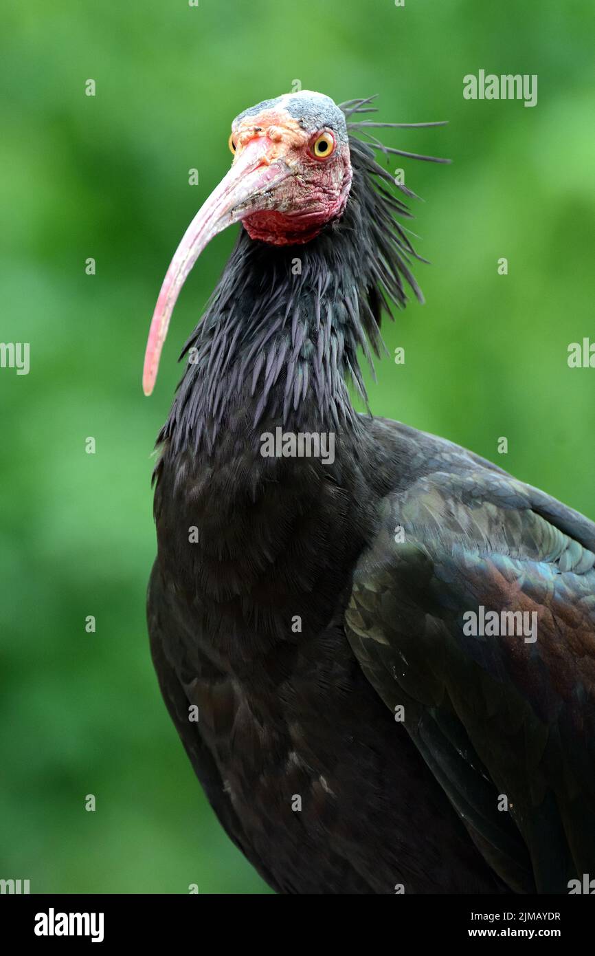 Northern bald ibis, hermit ibis, Waldrapp, Ibis chauve, Ibis érémite, Geronticus eremita, tarvarjú Stock Photo