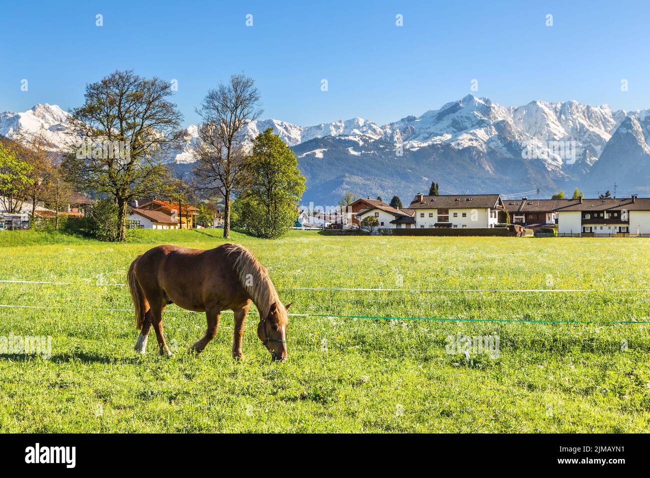 Horse on a background of mountains in the valley, near Garmisch Stock Photo