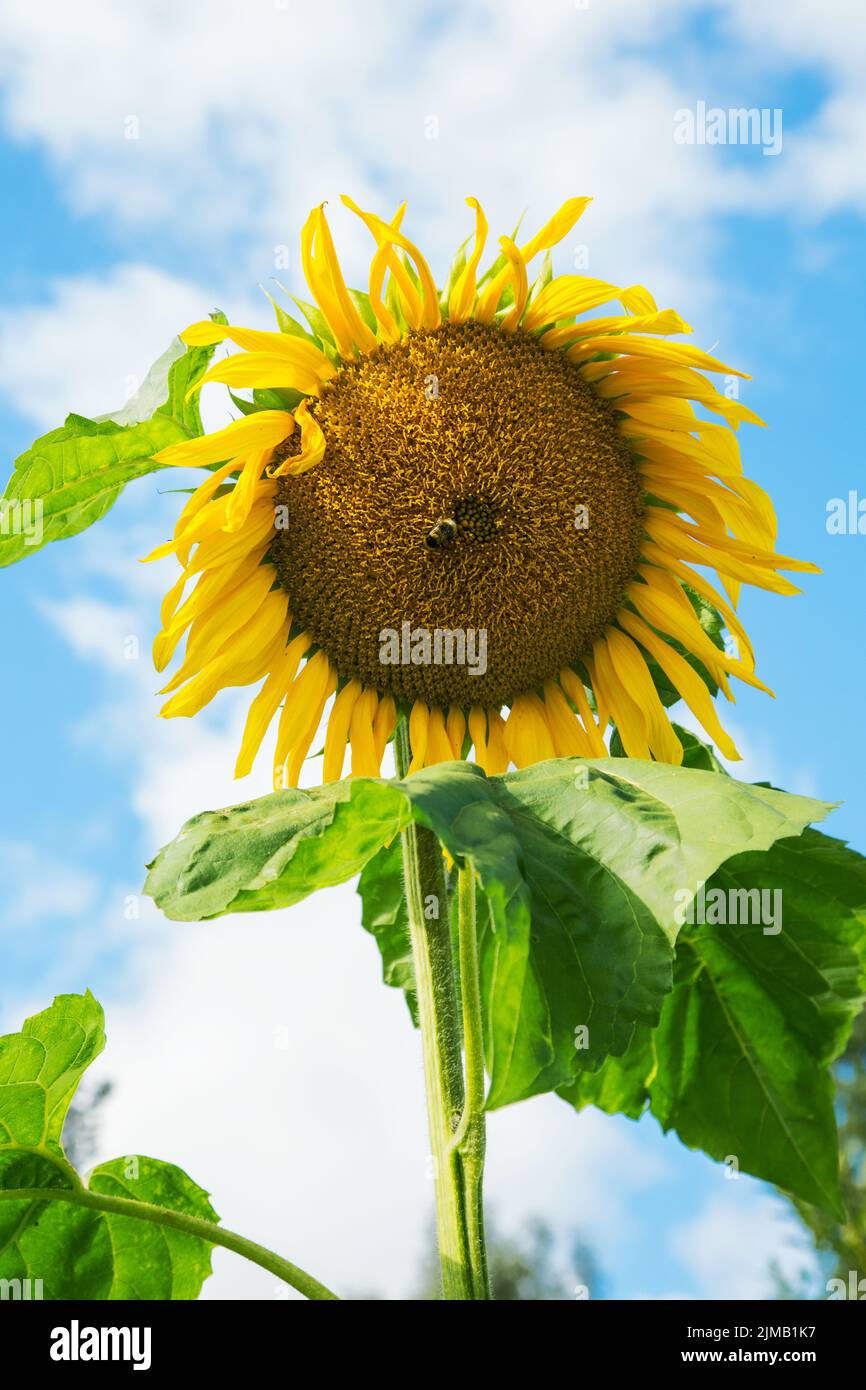 Sunflower with a bee against a cloudy sky in the summer Stock Photo
