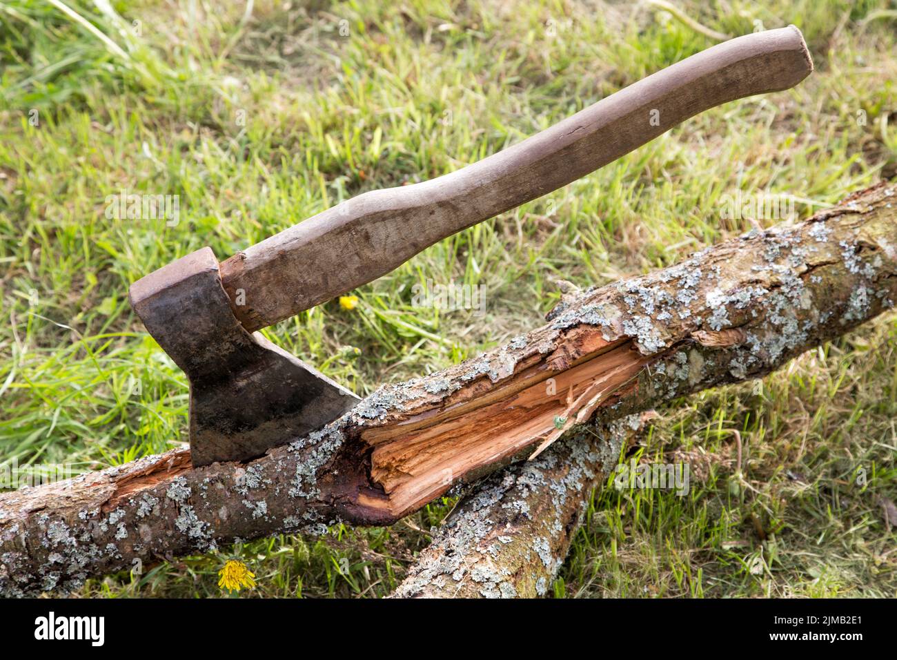The old ax is stuck in a tree against a grass background Stock Photo