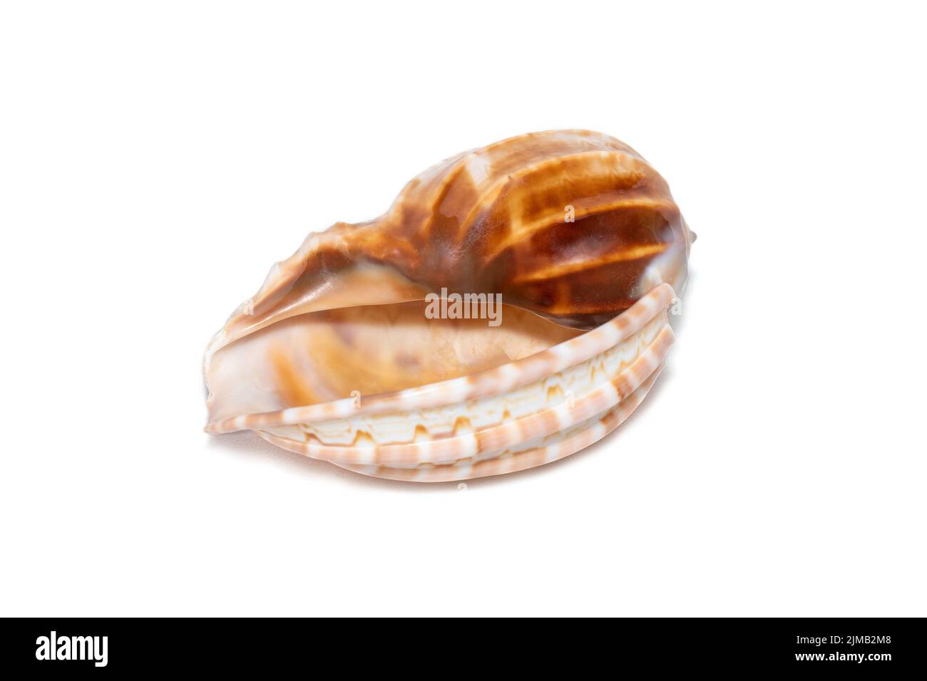 Image of harpaconoidalis conch seashell on a white background. Sea shells. Undersea Animals. Stock Photo