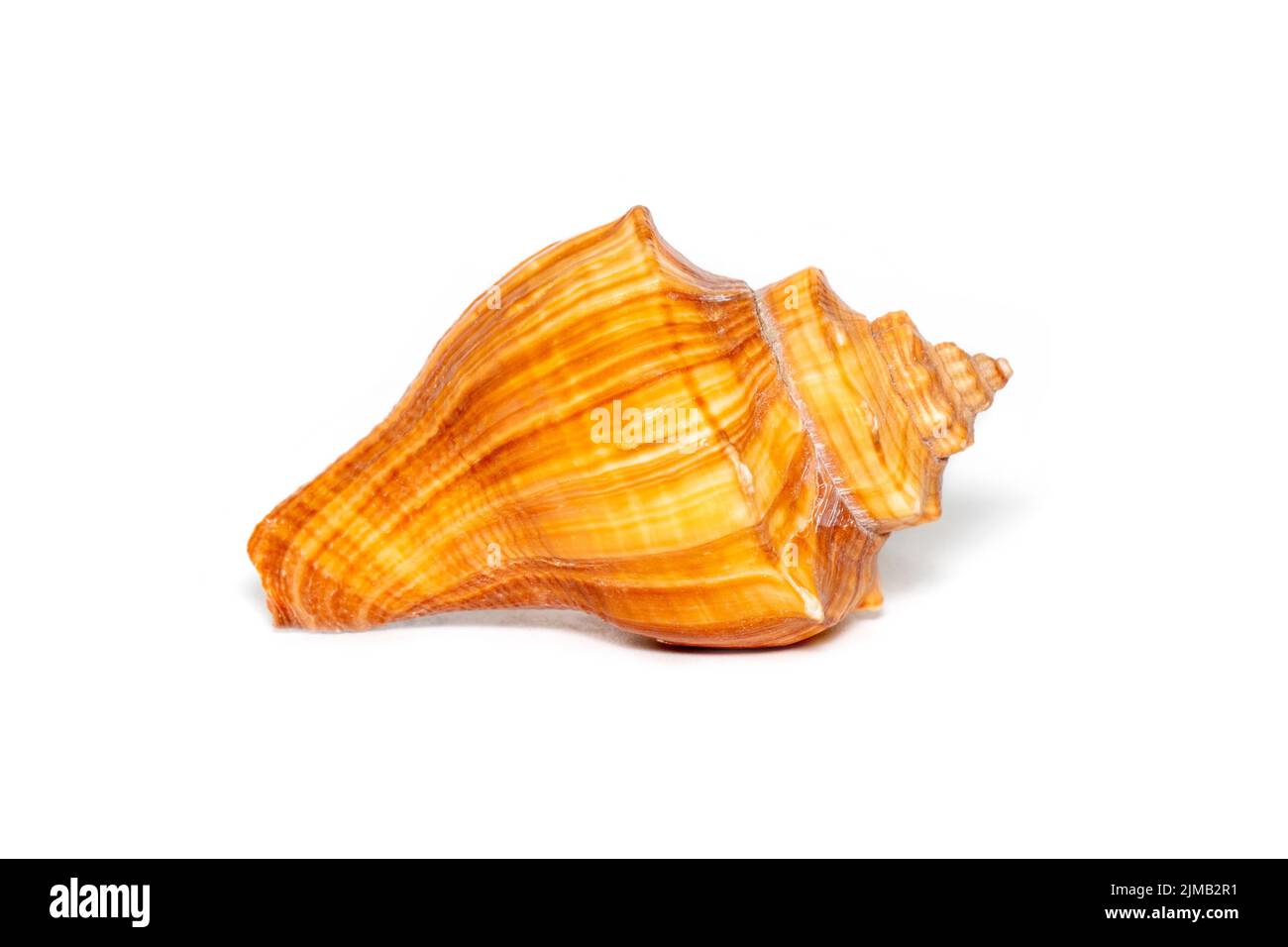 Image of brown conch sea shell on a white background. Undersea Animals. Sea shells. Stock Photo