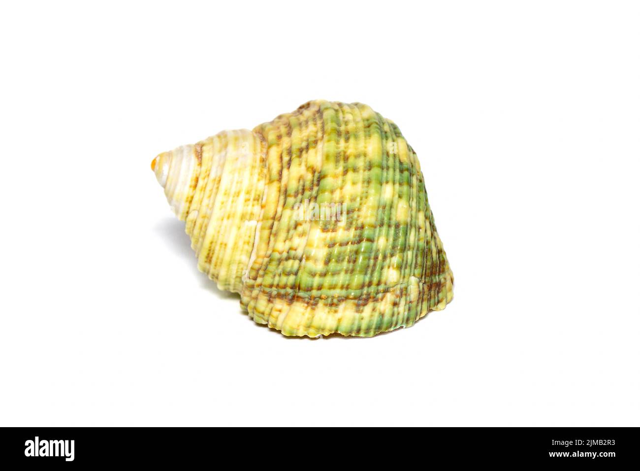 Image of green turbo sea shell on a white background. Undersea Animals. Sea shells. Stock Photo