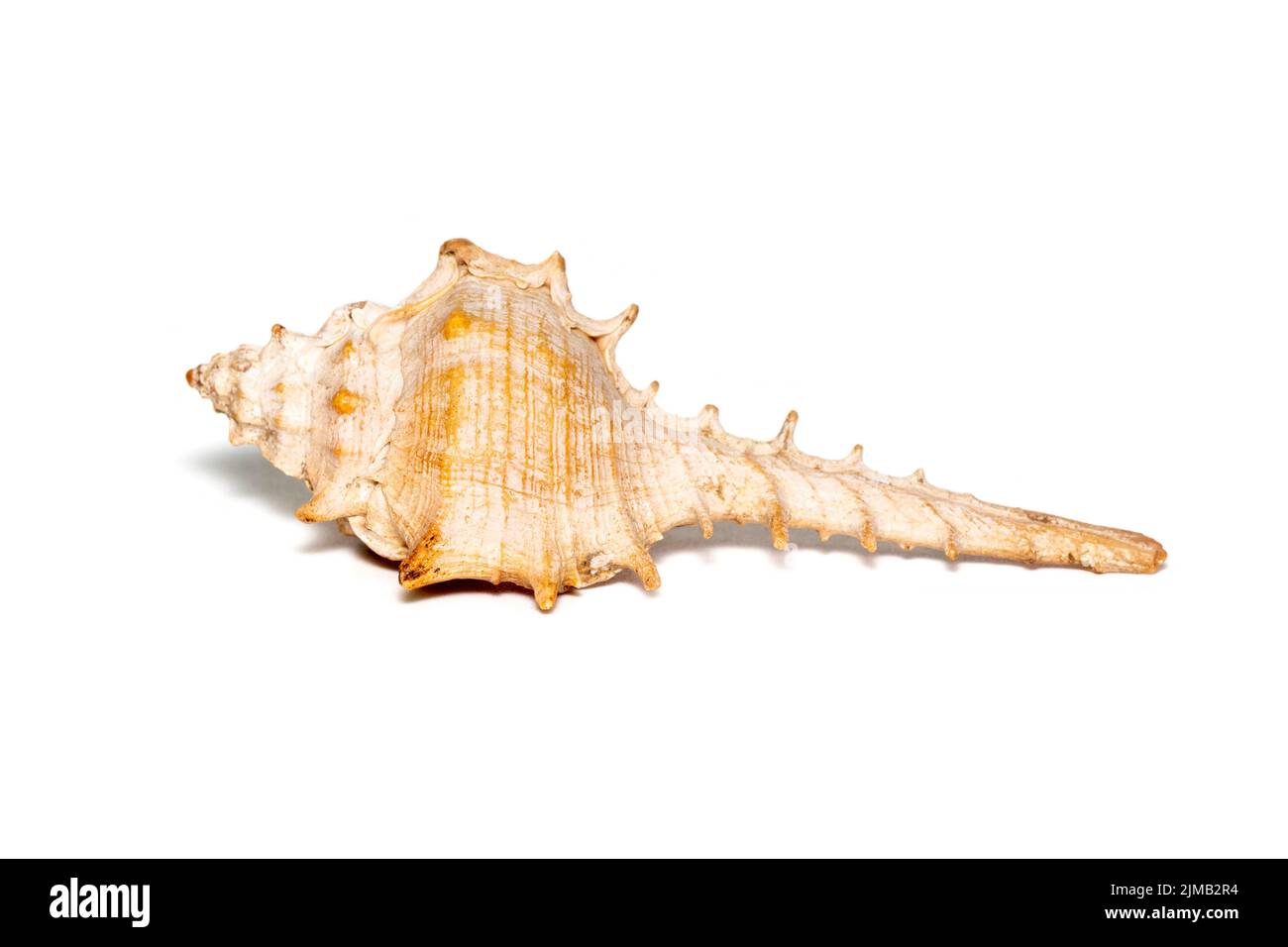 Image of thorn conch shell on a white background. Undersea Animals. Sea