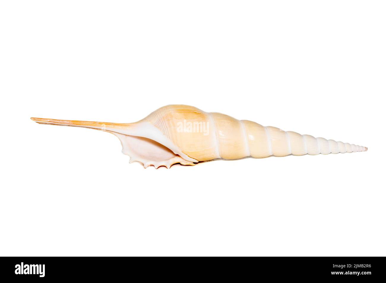 Image of Tibia Fusus sea shells (Spindle tibia or Shinbone tibia gastropod) on a white background. Sea shells. Undersea Animals. Stock Photo
