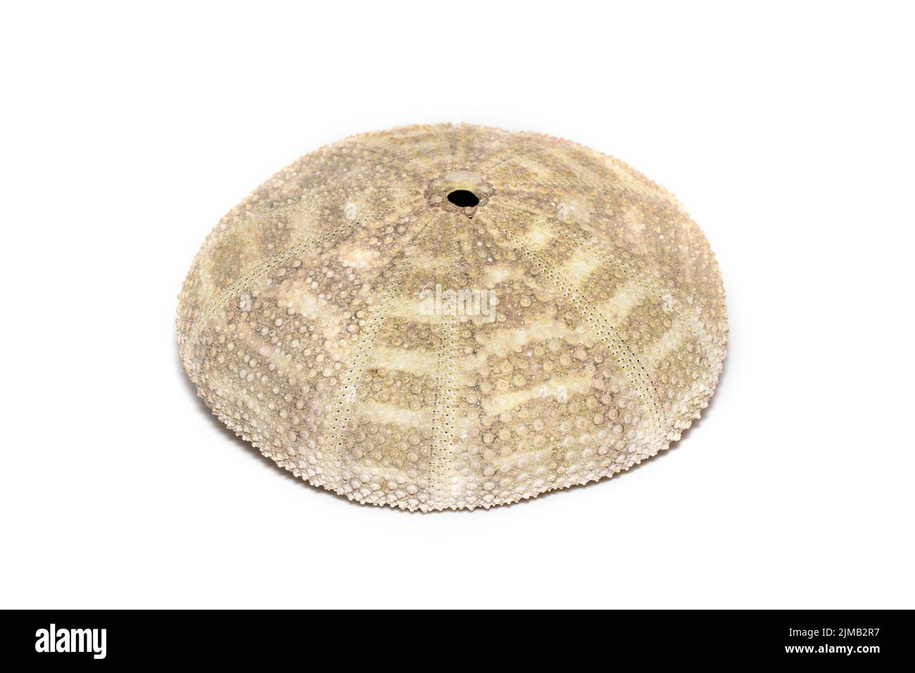 Image of Sea Urchin Shell on a white background. Sea shells. Undersea Animals. Stock Photo