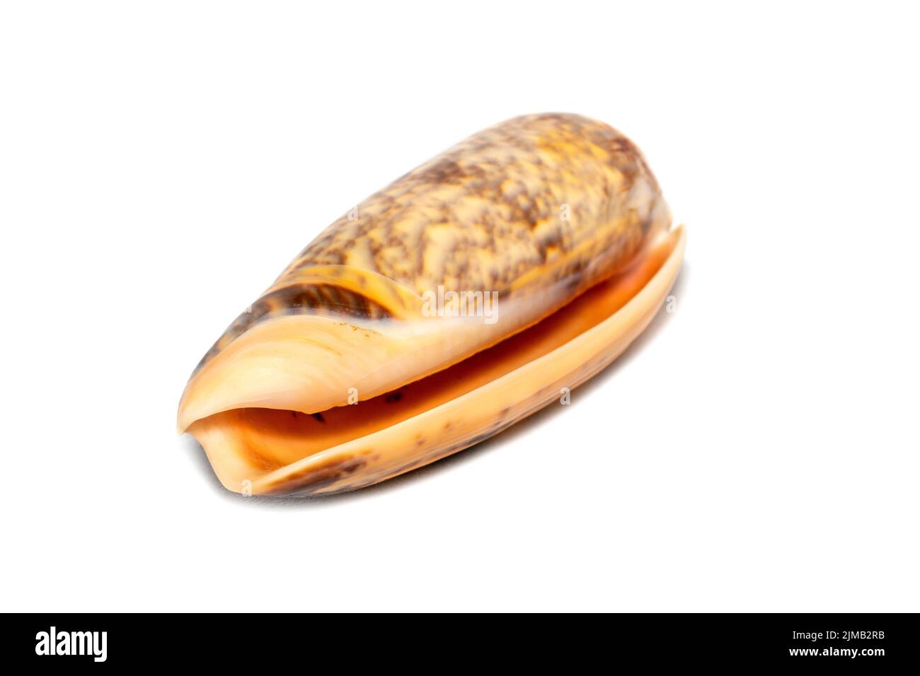 Image of cone snail shells or Cone shell on a white background