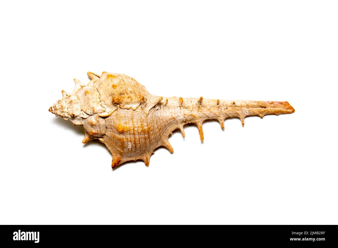 Image of thorn conch shell on a white background. Undersea Animals. Sea shells. Stock Photo