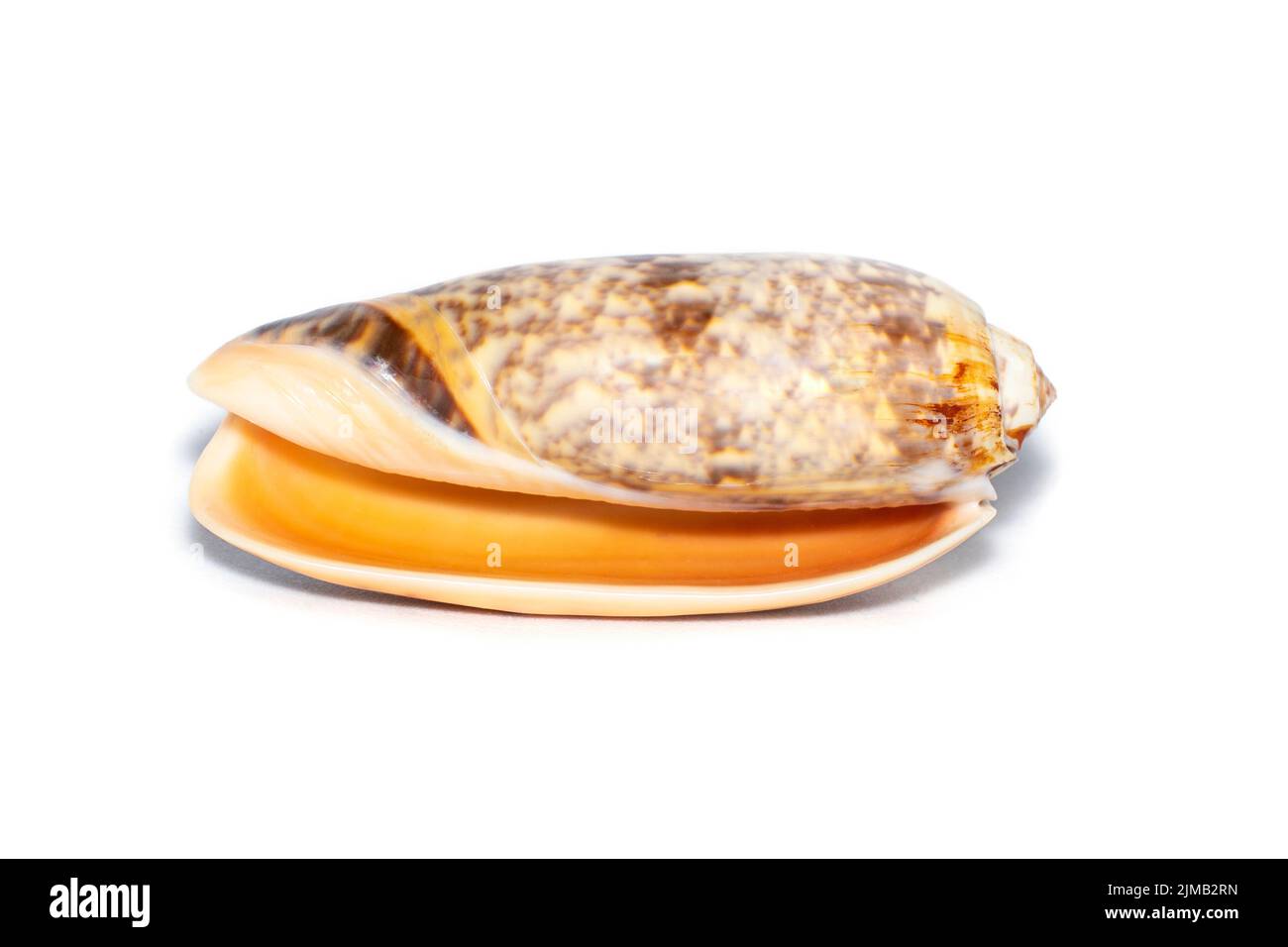 Image of cone snail shells or Cone shell on a white background. Undersea Animals. Sea shells. Stock Photo