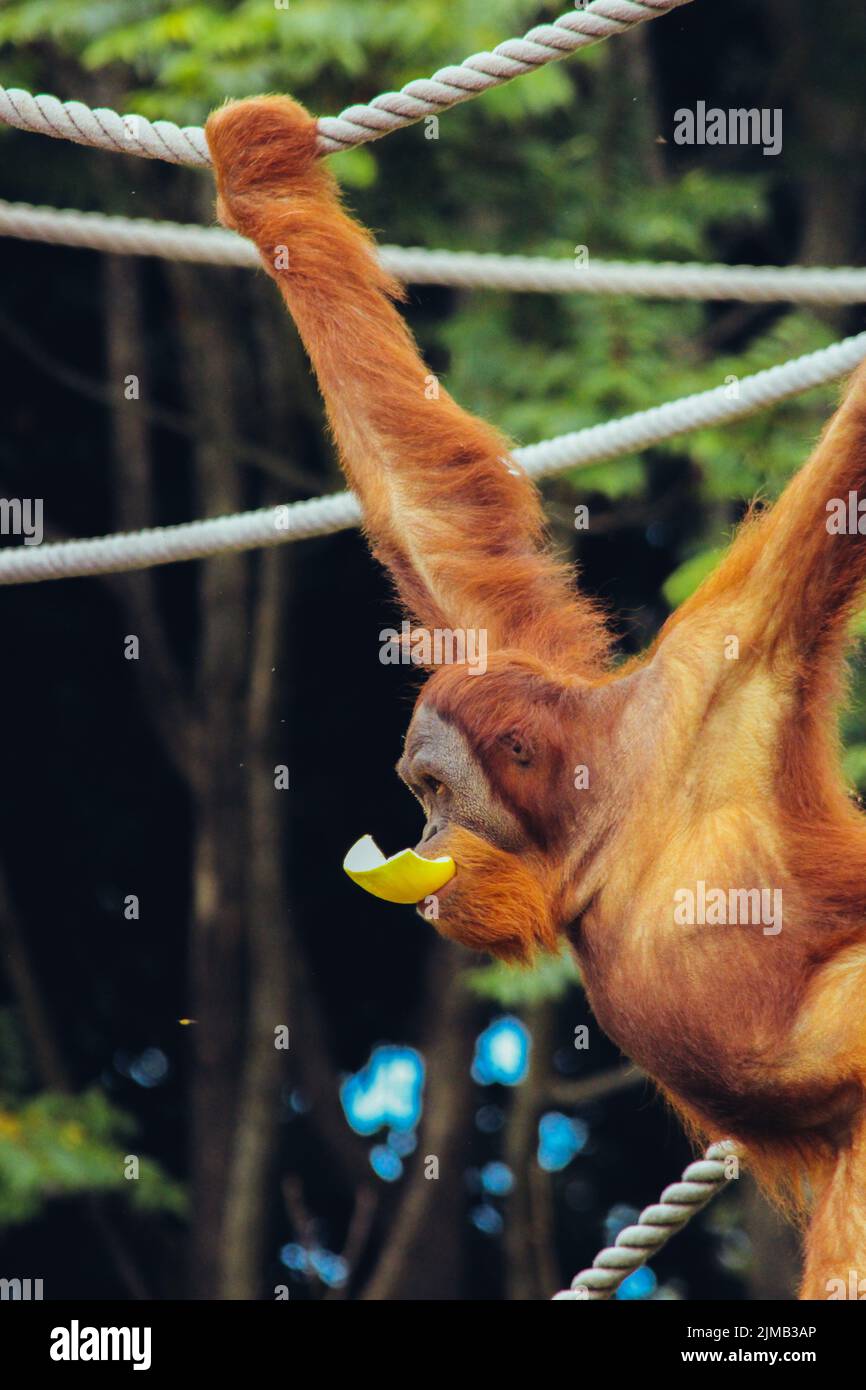 A vertical shot of an orangutan with food in its mouth hanging on a ...