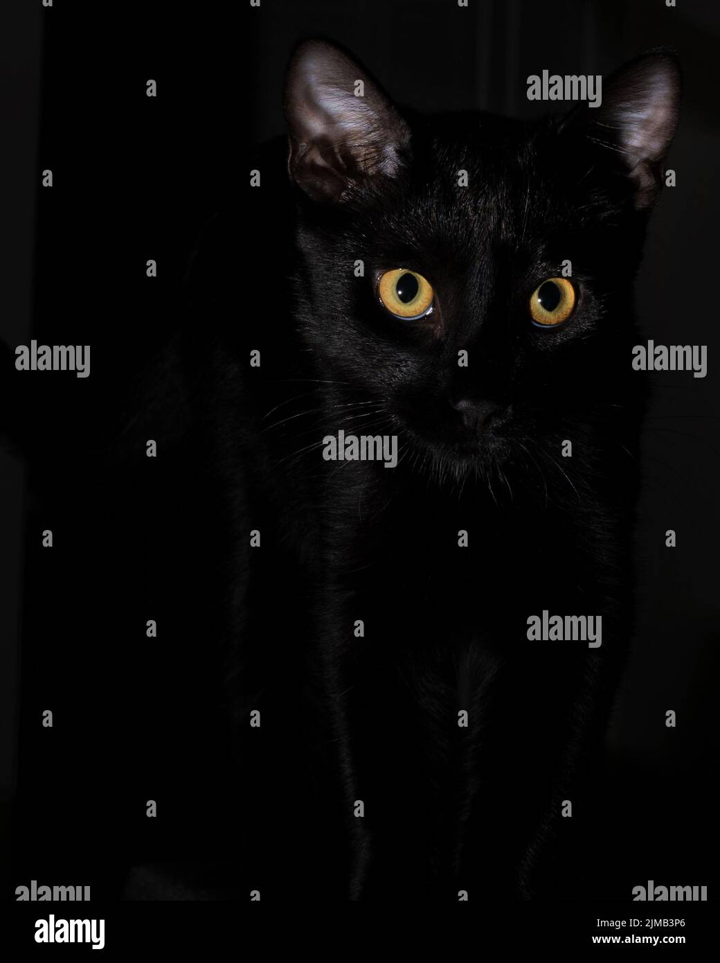 A vertical closeup shot of yellow eyes of a black cat on the dark ...
